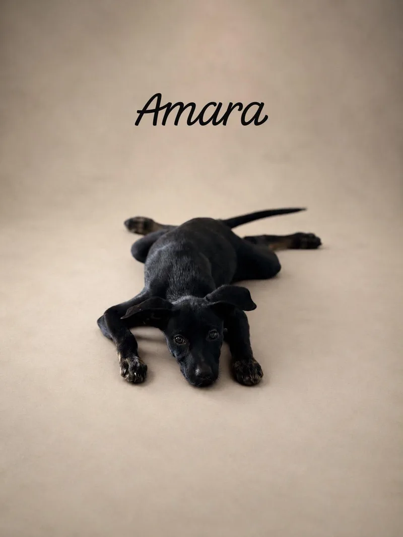 A baby medium-sized female Black Labrador Retriever dog named Amara for adoption in New York, NY