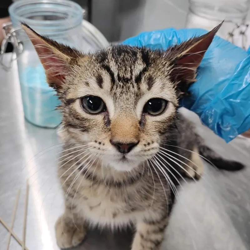A baby small-sized male Brown / Chocolate Domestic Short Hair cat named Coleman for adoption in Summerville, SC