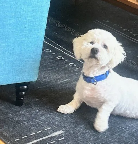 An adult medium-sized male Petit Basset Griffon Vendeen dog named Marshy for adoption in Phoenix, AZ
