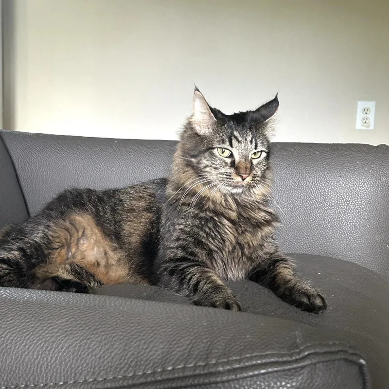 Rocky