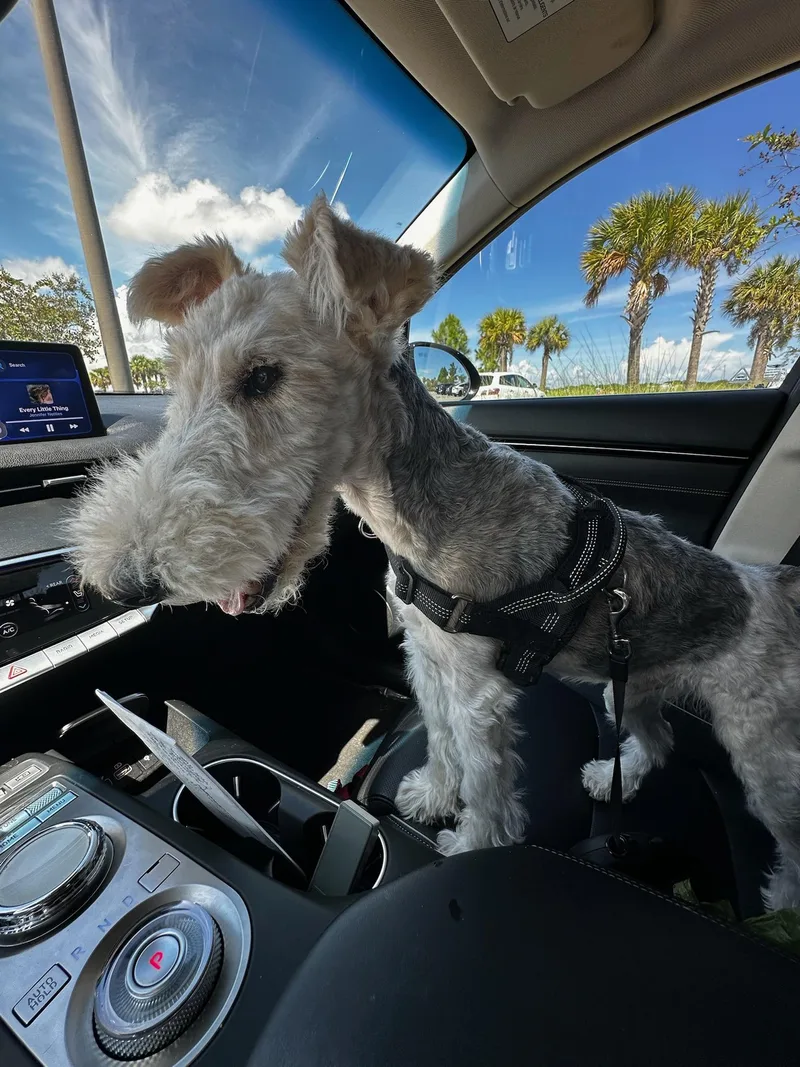 A senior small-sized male Wire Fox Terrier dog named Jesse for adoption in Houston, TX
