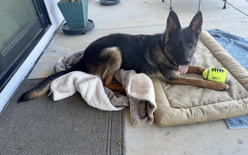 An adult large-sized female Brown / Chocolate German Shepherd Dog dog named Ember for adoption in Fulton, CA