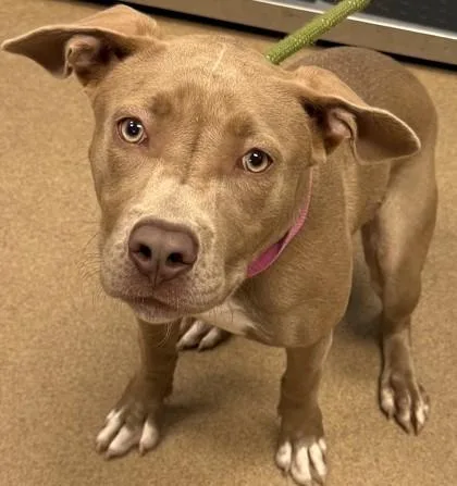 A young medium-sized female Mixed Breed dog named Cloelle for adoption in Chamblee, GA