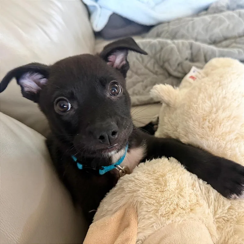 Logan
