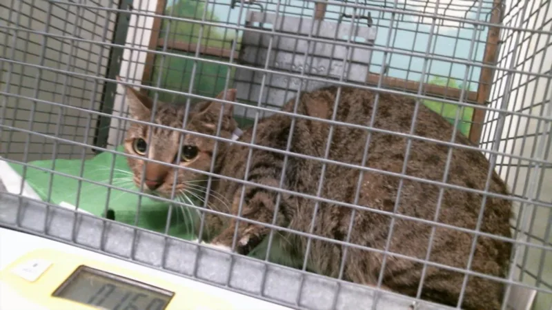 A young medium-sized female Domestic Short Hair cat named Bagel for adoption in Houston, TX