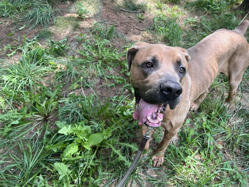 A young extra large-sized male Boerboel dog named Melvin for adoption in Chambersburg, PA