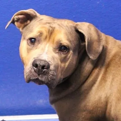 An adult medium-sized female Bicolor Pit Bull Terrier dog named 26-00948 for adoption in Fredericksburg, VA
