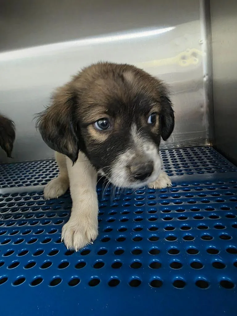 A baby large-sized female Husky dog named Buttercup for adoption in Nacogdoches, TX