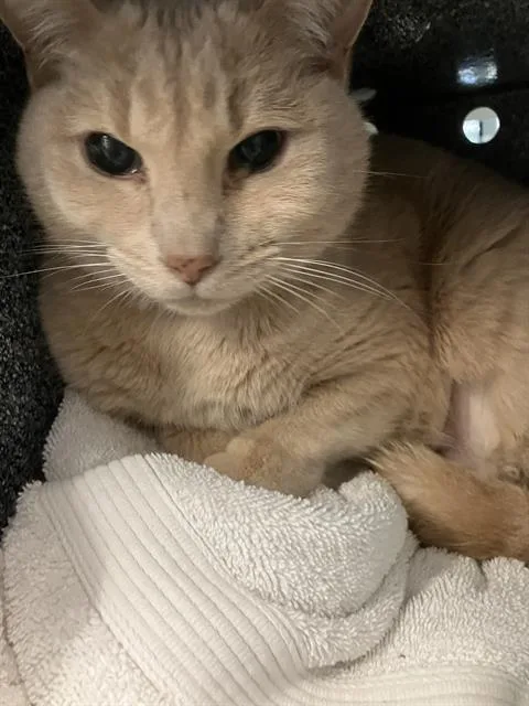 An adult medium-sized female Domestic Short Hair cat named Sofia for adoption in Long Beach, CA