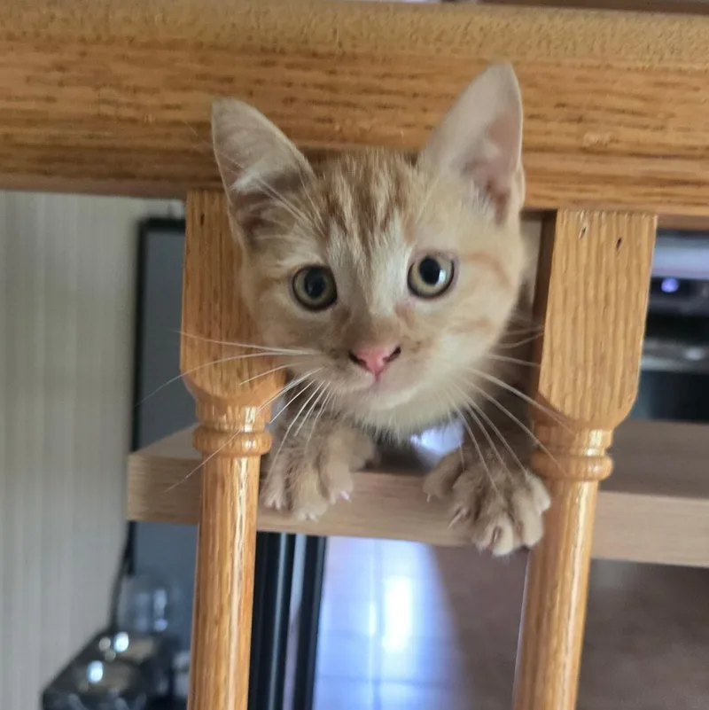 A baby medium-sized male Orange / Red Domestic Short Hair cat named Denji for adoption in Omaha, NE