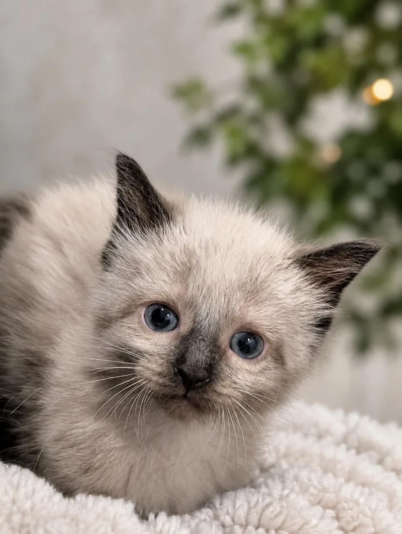 A baby medium-sized female Siamese cat named Venus for adoption in Los Angeles, CA