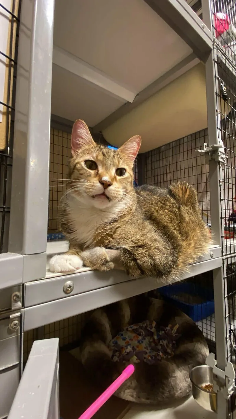 An adult large-sized male Domestic Short Hair cat named Leo for adoption in Davenport, IA