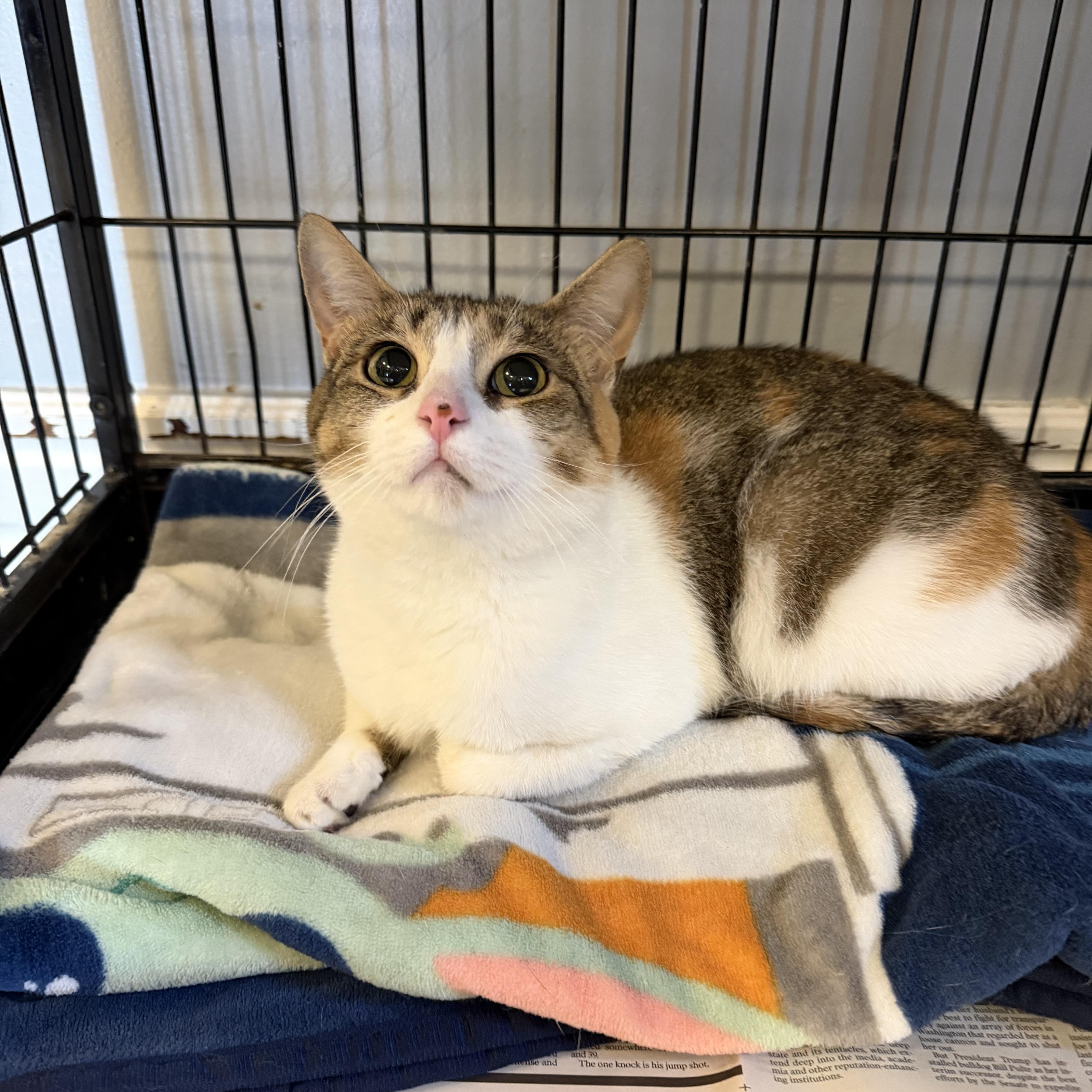 An adult medium-sized female Calico cat named Piggy for adoption in Freeport, NY