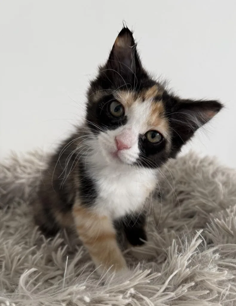 A baby small-sized female Domestic Medium Hair cat named Cathy for adoption in Salt Lake City, UT