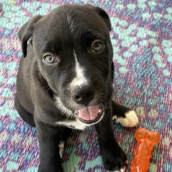A baby medium-sized male American Staffordshire Terrier dog named Sugar Maple for adoption in Walnut Creek, CA