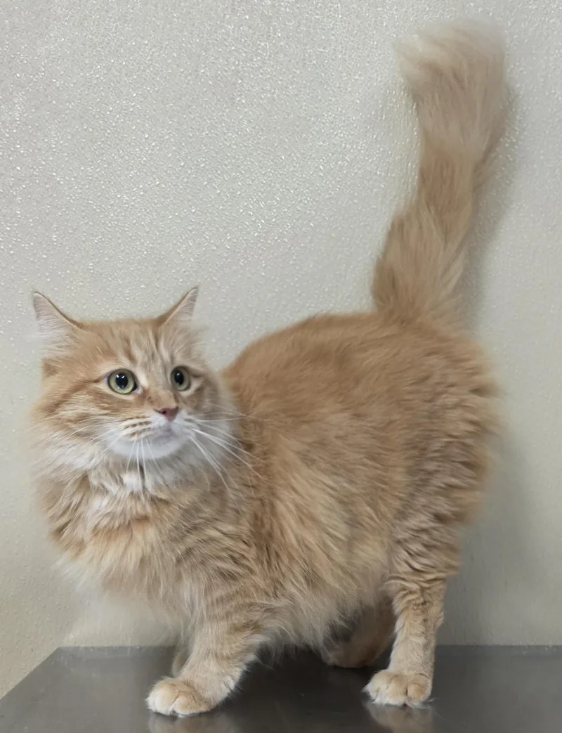 An adult medium-sized female Domestic Medium Hair cat named Baby for adoption in Brainerd, MN