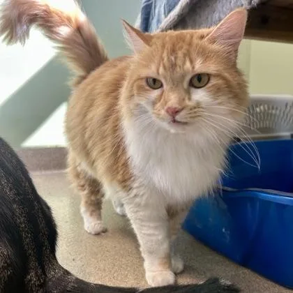 An adult medium-sized female Domestic Medium Hair cat named Princess for adoption in East Montpelier, VT