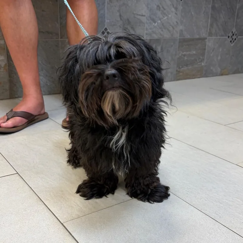 A young small-sized male Mixed Breed dog named Oso for adoption in Newark, NJ