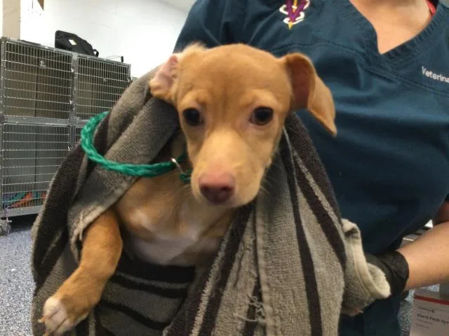 A baby small-sized female Chihuahua dog named Layla for adoption in Riverside, CA
