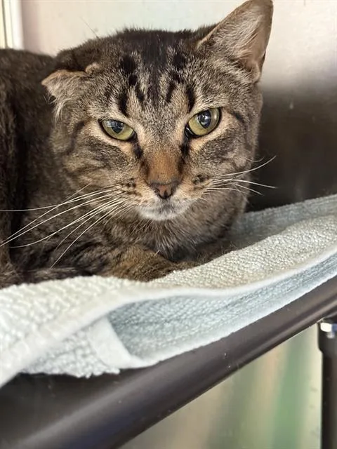 An adult medium-sized female Domestic Short Hair cat named Pip Squeak for adoption in Methuen, MA