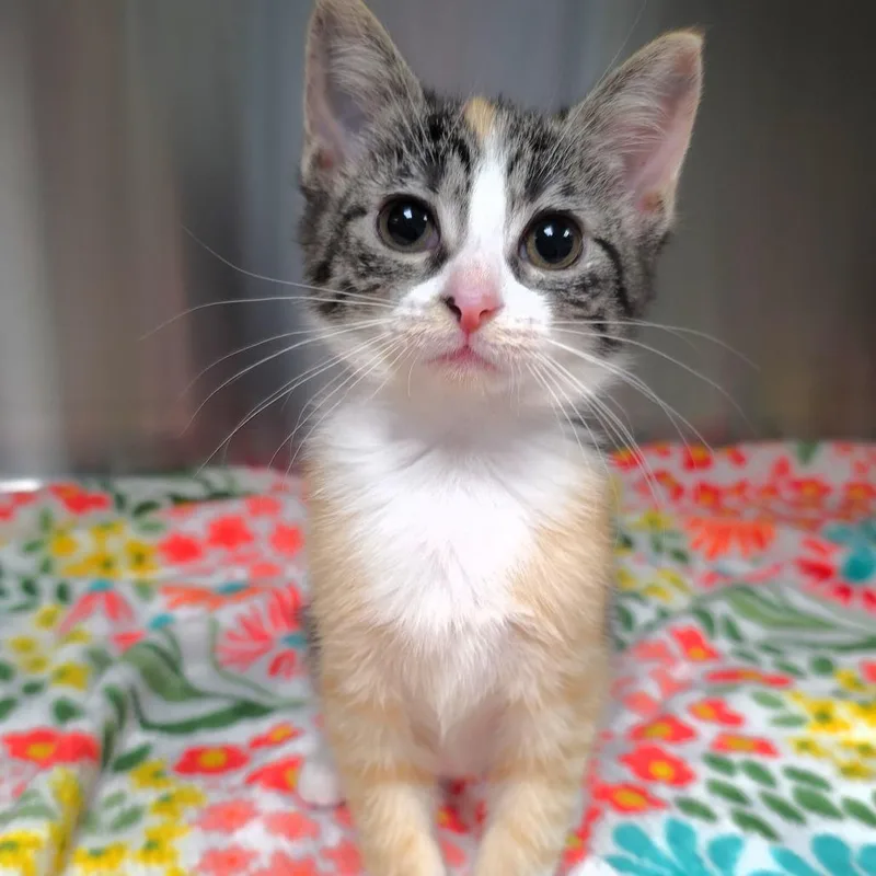 A baby small-sized female Calico Domestic Short Hair cat named Bellissima for adoption in Michigan City, IN