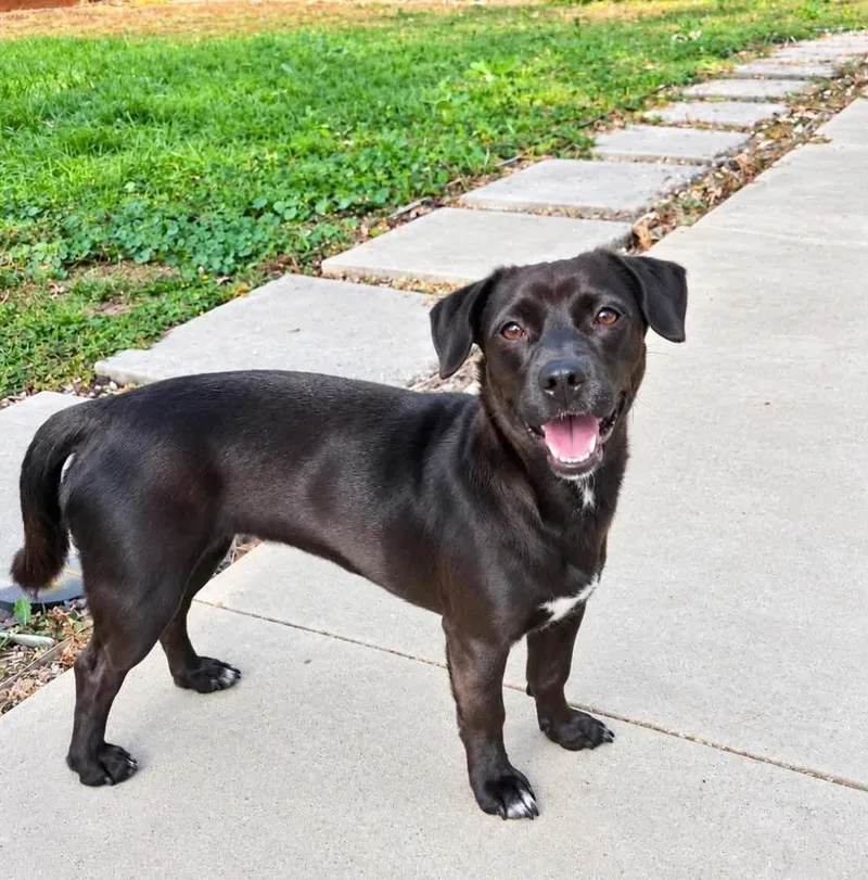 An adult small-sized female Dachshund dog named Sula for adoption in Boulder, CO