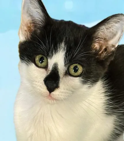A baby small-sized female Domestic Short Hair cat named Naminé for adoption in Cumming, GA