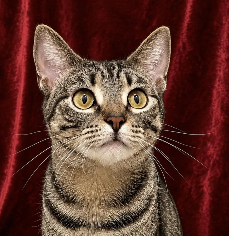 A young medium-sized female Tabby (Brown / Chocolate) Domestic Medium Hair cat named Adjani for adoption in Manitou Springs, CO