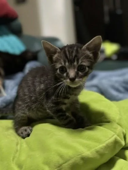 A baby small-sized male Domestic Short Hair cat named Dawson for adoption in Gainesville, FL