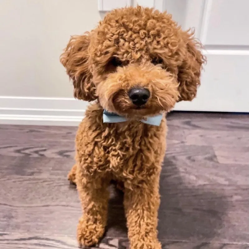 An adult small-sized male Red / Chestnut / Orange Miniature Poodle dog named Teddy for adoption in Austell, GA