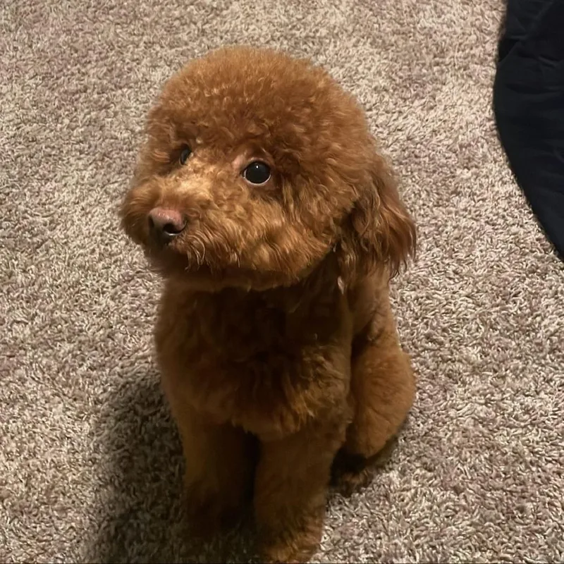 Teddy thumbnail 2