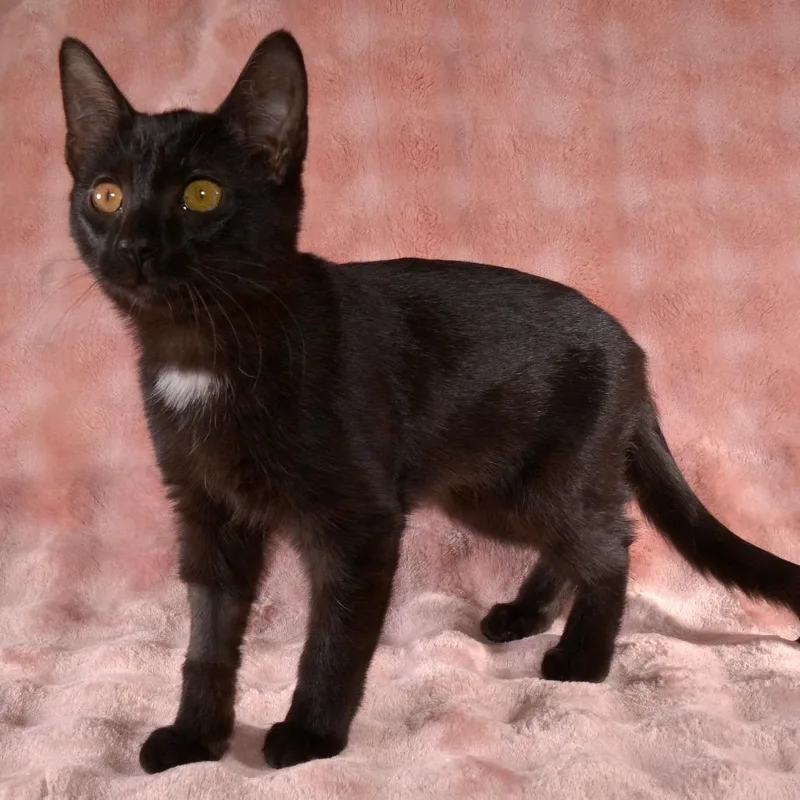 A young small-sized female Black Domestic Short Hair cat named Joy for adoption in Traverse City, MI