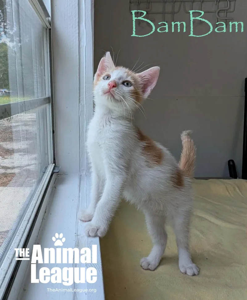 A baby medium-sized male Tabby (Orange / Red) Domestic Short Hair cat named Bambam for adoption in Groveland, FL