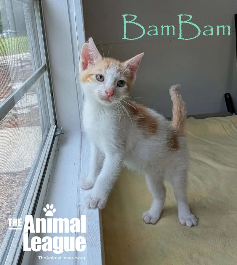 Bambam thumbnail 2