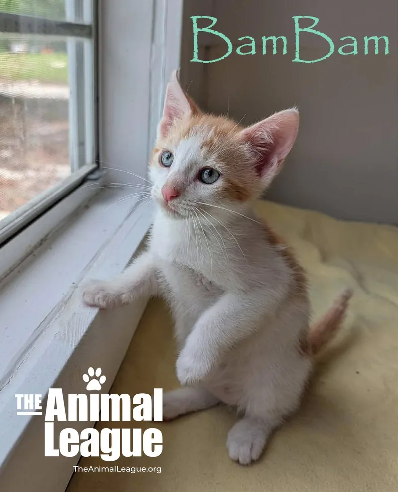 Bambam thumbnail 3
