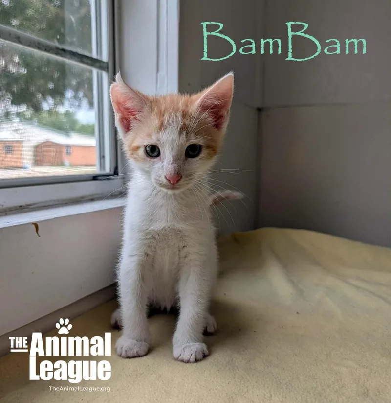 Bambam thumbnail 4
