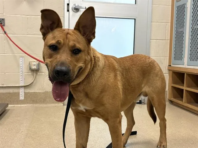 A young large-sized male German Shepherd Dog dog named Roo for adoption in Grand Prairie, TX