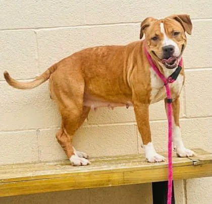 An adult medium-sized female Mixed Breed dog named Athena for adoption in West Chester, PA