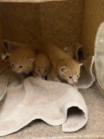 A baby small-sized female Domestic Short Hair cat named A for adoption in Riverside, CA