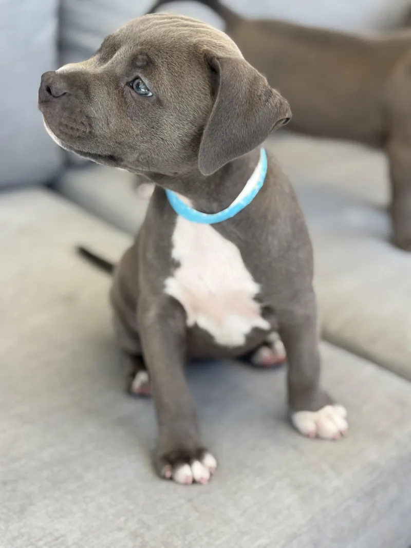 A baby medium-sized female American Staffordshire Terrier dog named Dolly's Dreamers Stella for adoption in San Diego, CA