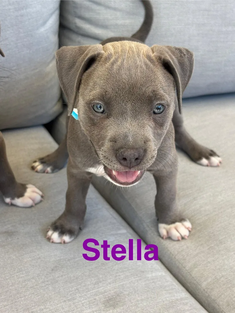 Dolly's Dreamers  Stella thumbnail 2