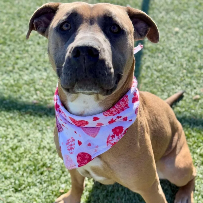 An adult large-sized female Brown / Chocolate Pit Bull Terrier dog named Lola for adoption in Henderson, NV