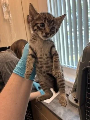 A baby small-sized male Domestic Short Hair cat named Mike Wazowski for adoption in Sacramento, CA