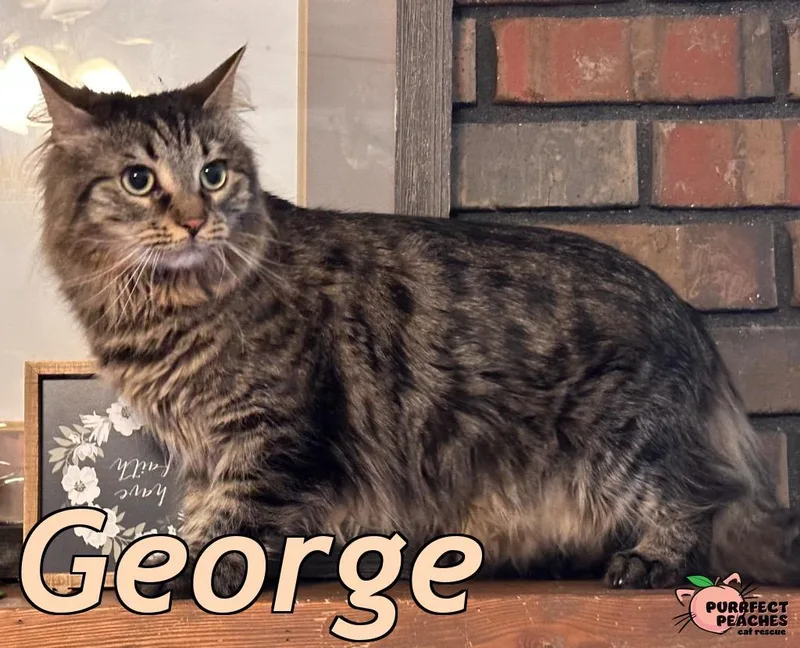 George thumbnail 5