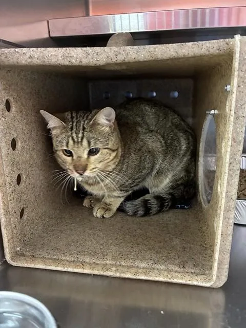 A young large-sized male Domestic Short Hair cat named Hasbro for adoption in Louisville, KY