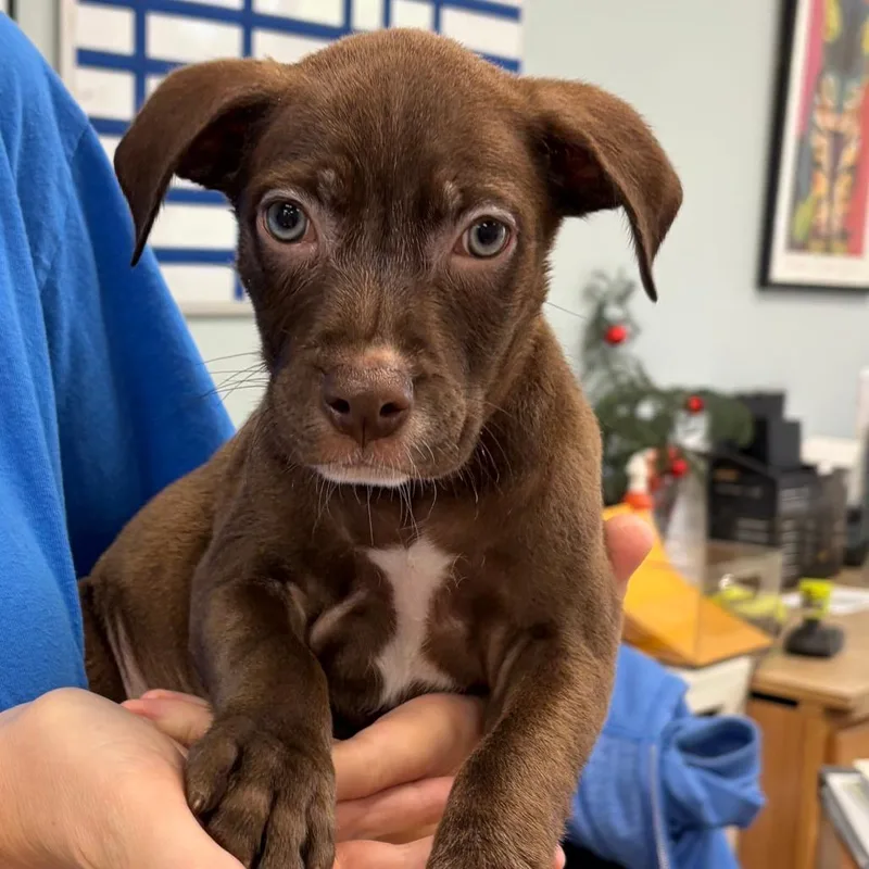 A baby medium-sized male Brown / Chocolate Mixed Breed dog named Luca for adoption in Greensboro, GA