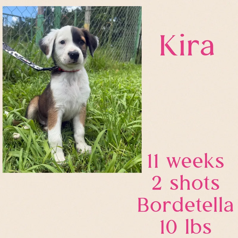 Kira