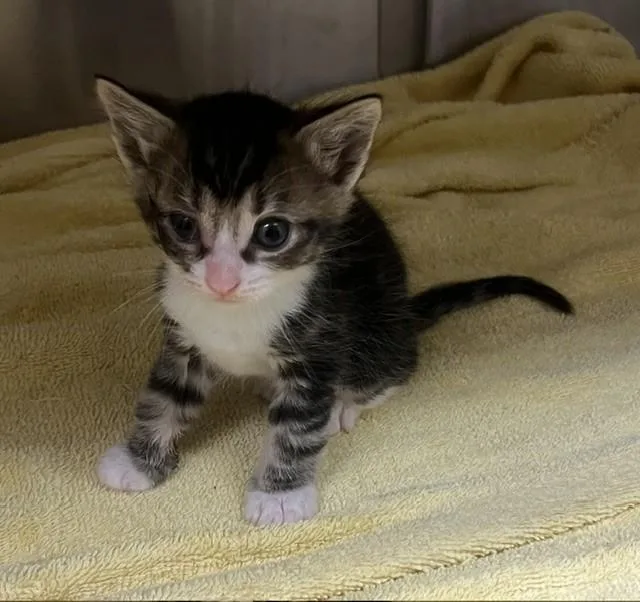 A baby small-sized male Domestic Short Hair cat named Cap'N Crunch for adoption in Norco, CA