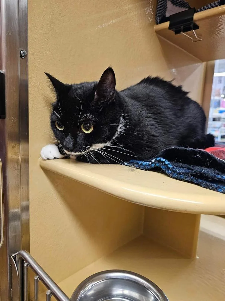 A young medium-sized female Black & White / Tuxedo Domestic Short Hair cat named Pantera for adoption in Salisbury, NC