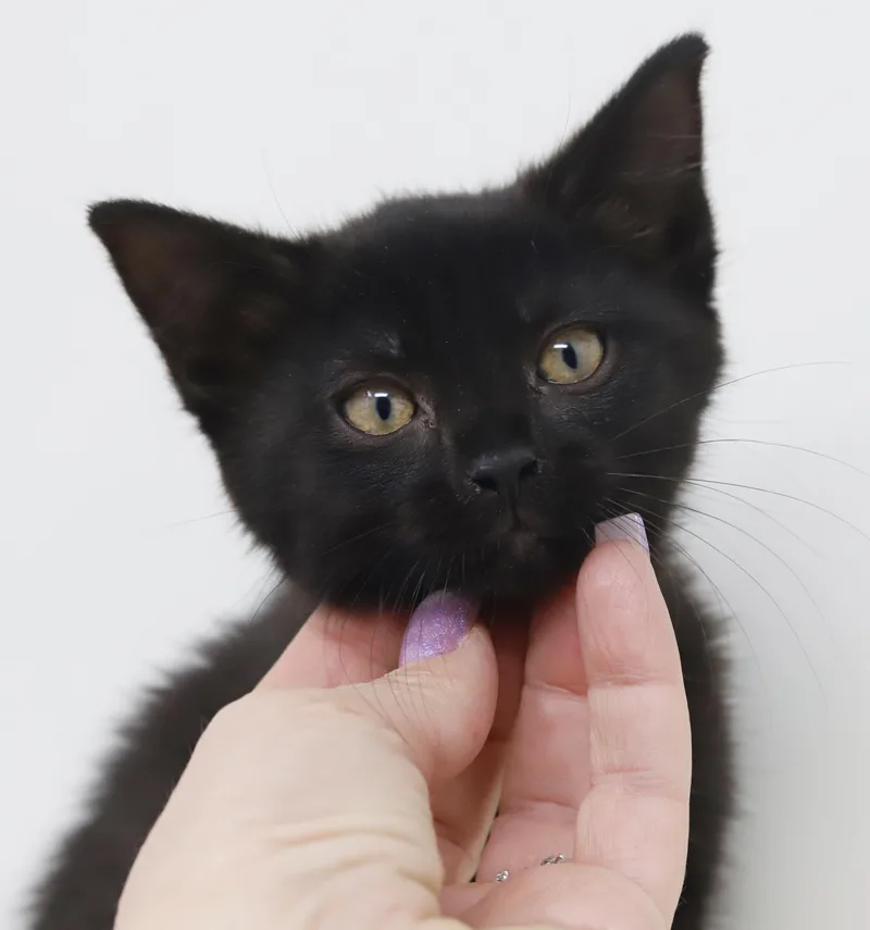 Kennedy is our super thumbnail 6